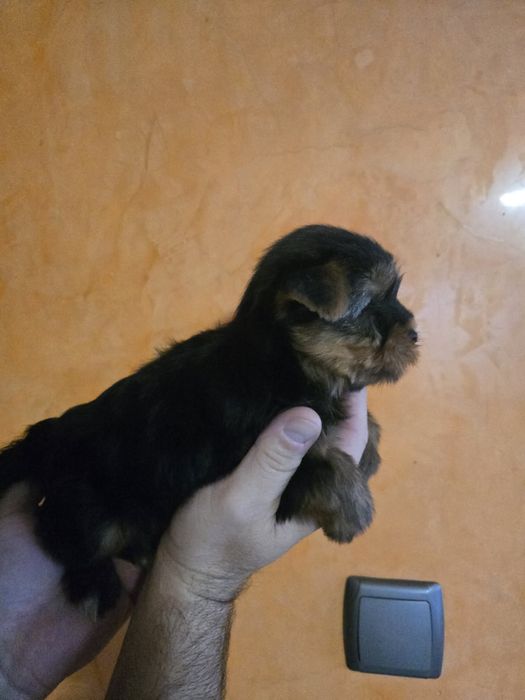 Продавам Йоркширски териер