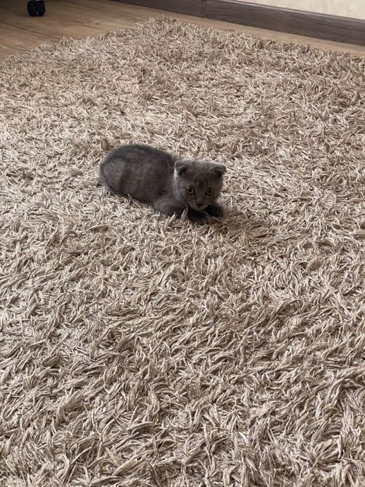 Продается котенок