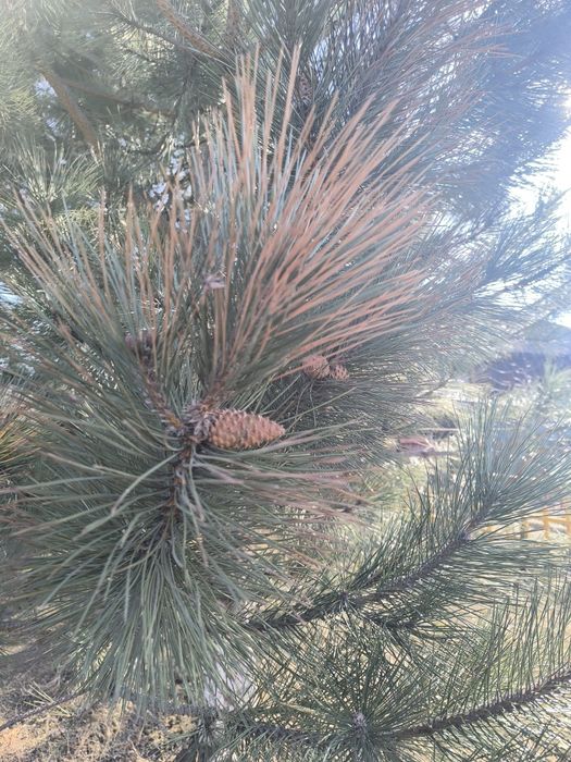 Продам красивую крымскую сосну