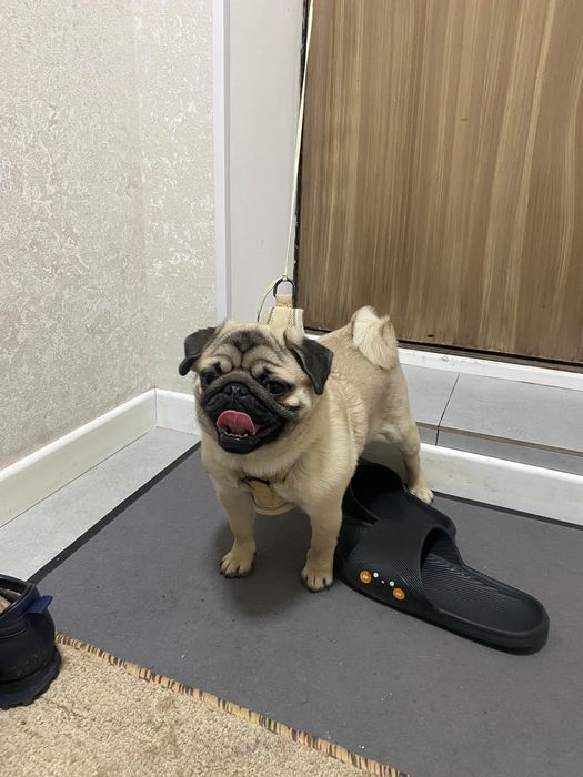 Мопс цена договорная