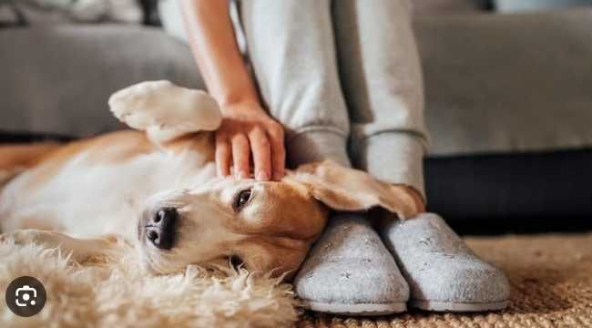 Petsitter dedicat, mare iubitoare de câini și pisici, cu 20 de ani de experiență asigur îngrijire și hrană, plimbari și mângâiere, joacă