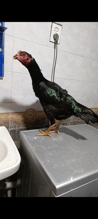 Карейс мекен сатылады