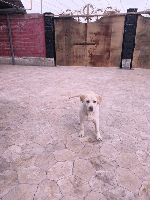 Лабрадорчик 8 месячный