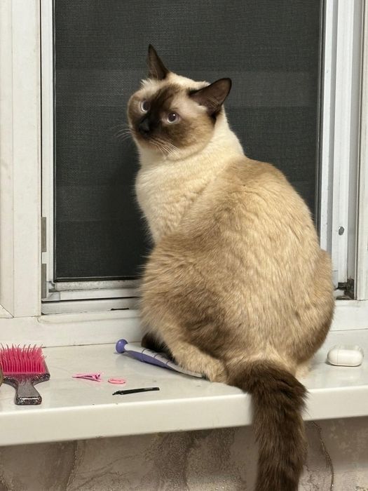 Отдам кота в хорошие руки