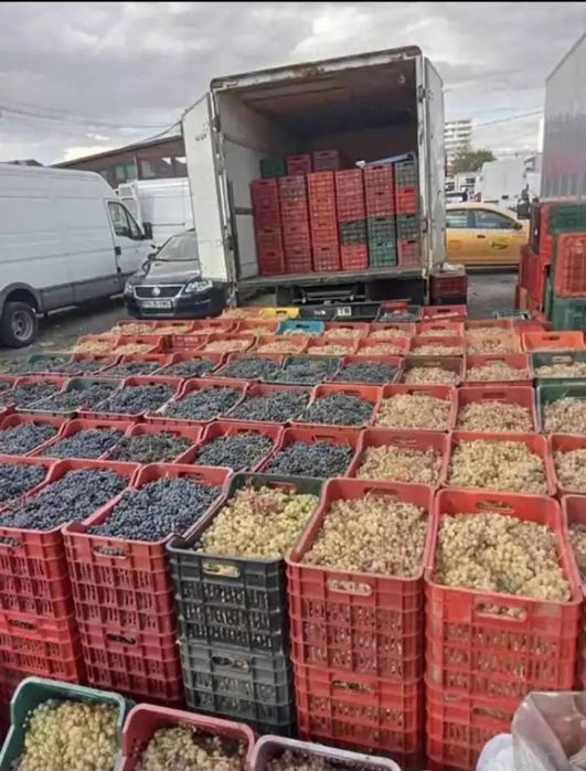 Struguri de vin calitate excelenta