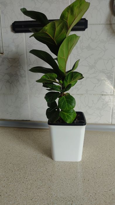 Фикус лирата комнатное растения