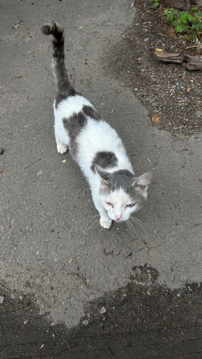 Котик в добрые руки