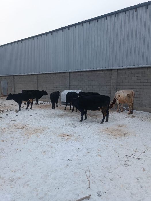 бұзаулы сиырлар.