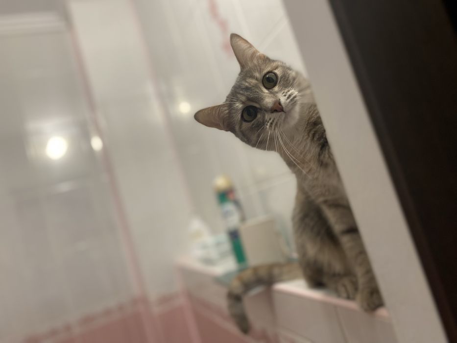 Отдам кошечку в добрые, любящие руки