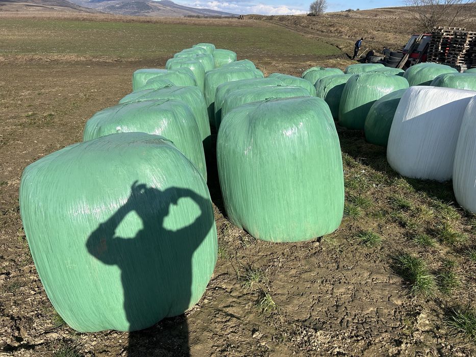 Baloti de lucerna  infoliati 130x120