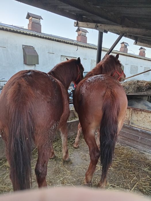 Vănd doua mănze de 2 ani jumate