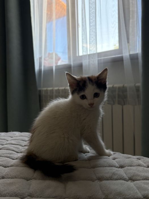 Отдам котёнка бесплатно
