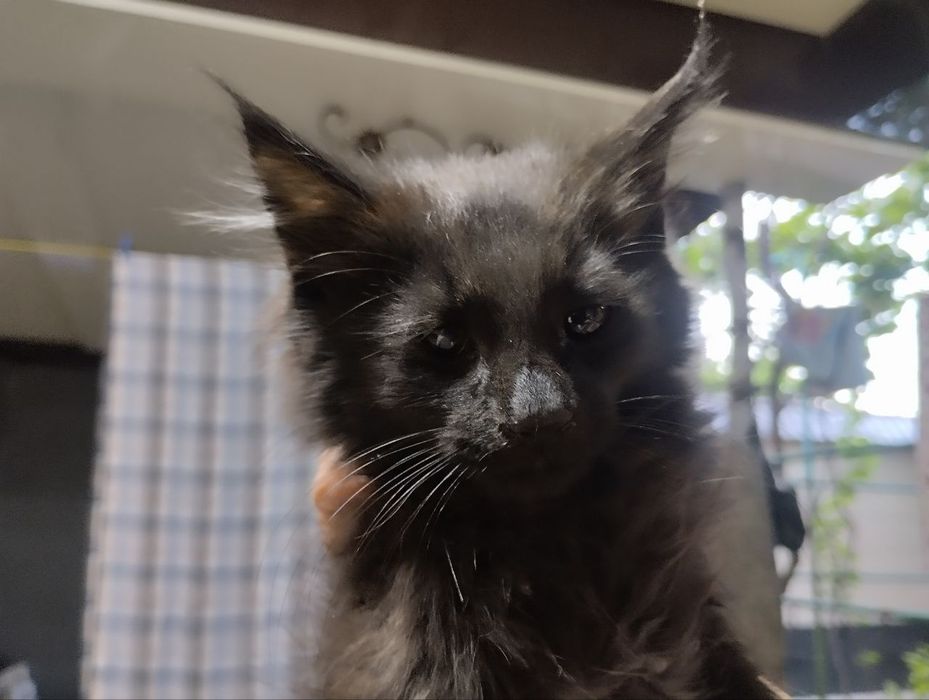 Отдам котят в хорошие руки