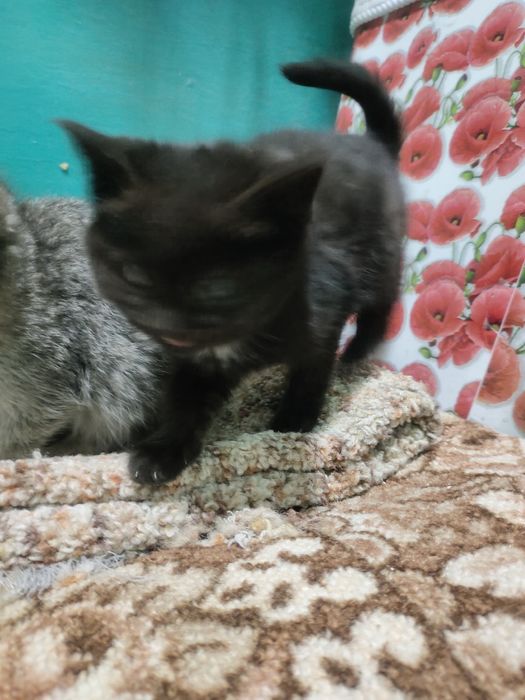 Очаровательные девчонки