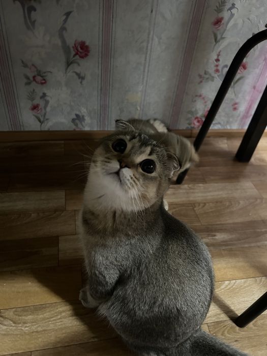 Вязка Шотландский вислоухий кот