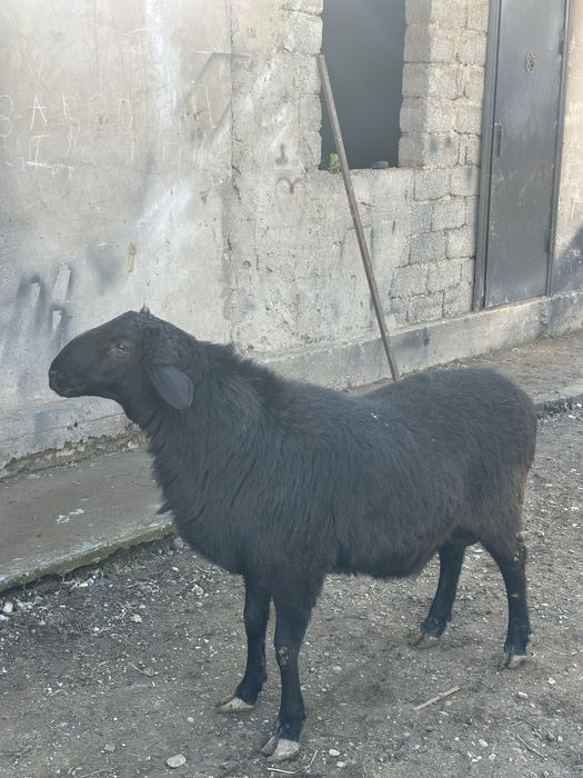 Қой,Қошқар сатылады,