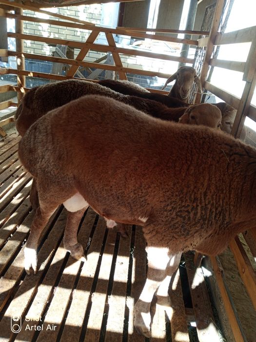 Toza xusori quylar sotiladi