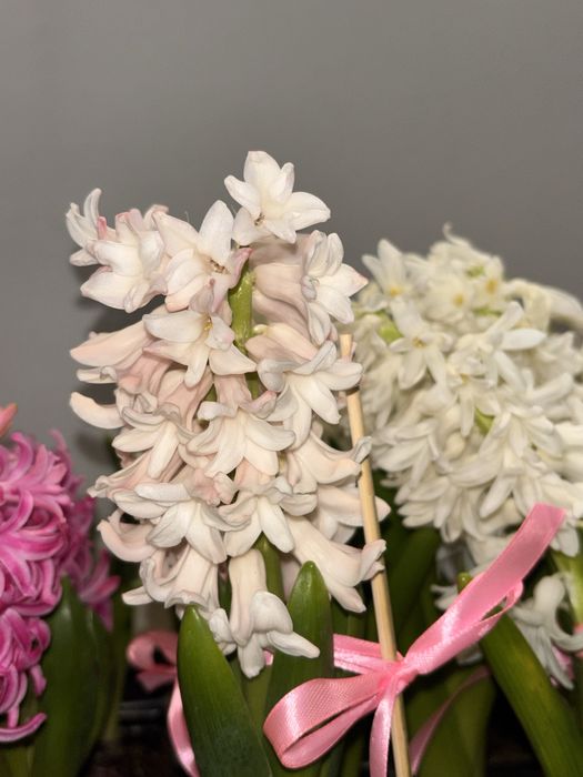 Гиацинты в горшках