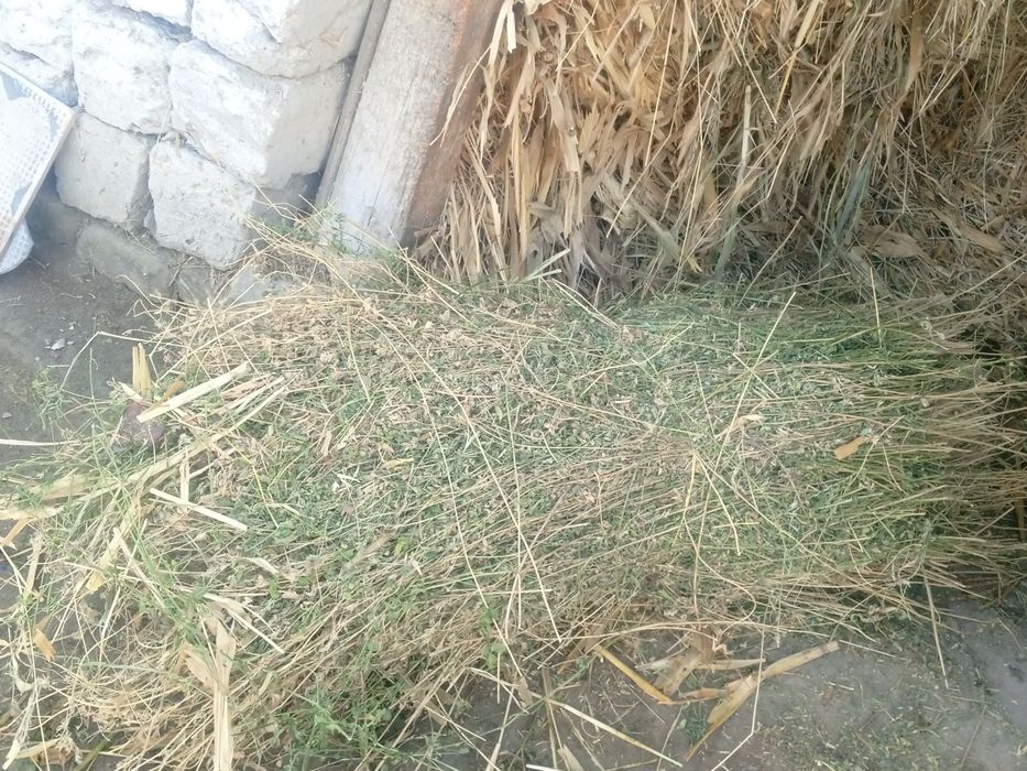 Toza quruq va sifatli beda boĝi_ sigir,quy echki va ot uchun