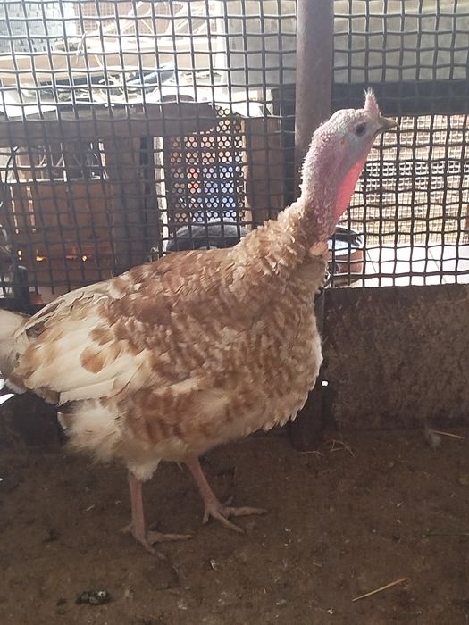 Обмен самца на самца