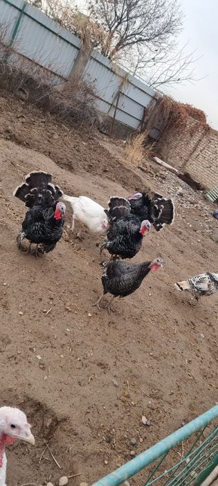 Продам индюков срочно