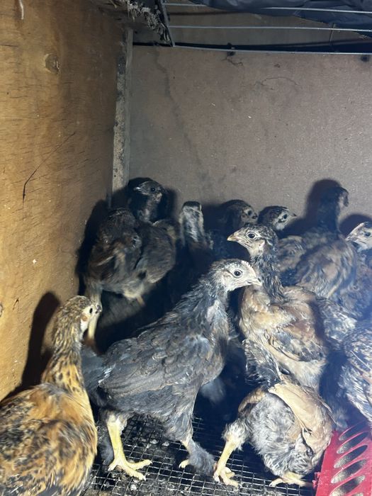Продаються цыплята 1,5 месяца