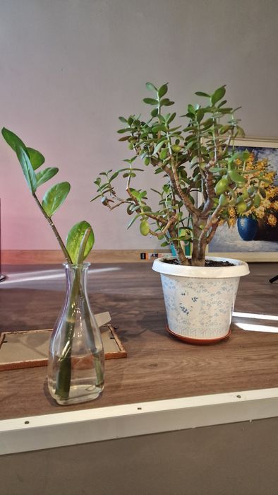 Продаю цветы различные