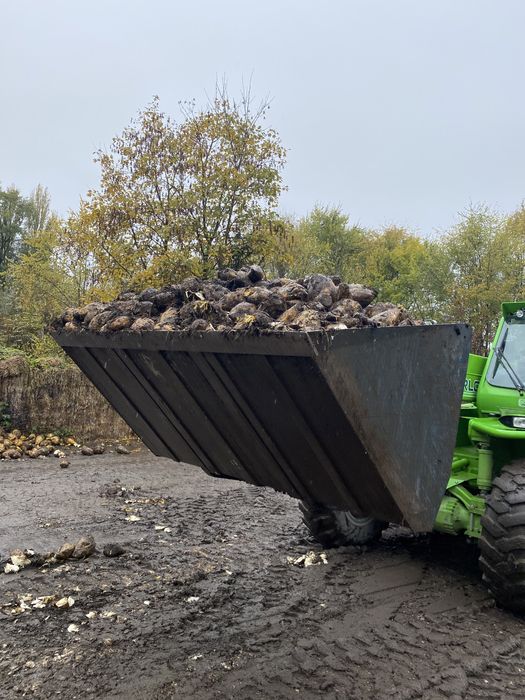 Sfecla furajera 2025 , 250 tone furaj suculent