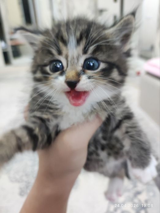 новорождённый котёнок