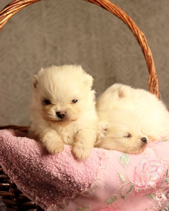 Померанские шпицы миниатюрные тип мишка