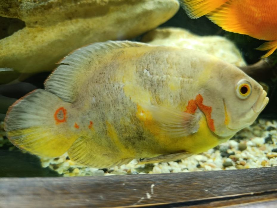 Продам Астронотусов