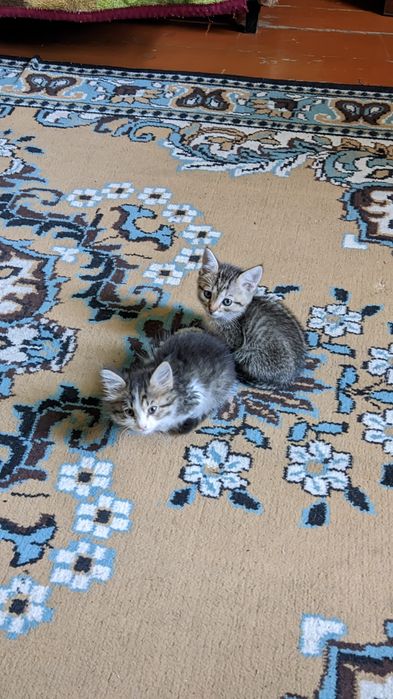 Отдам бесплатно в добрые руки