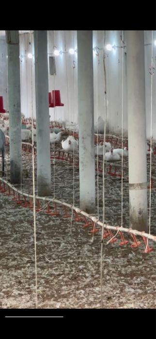 Товук ферма сотилади