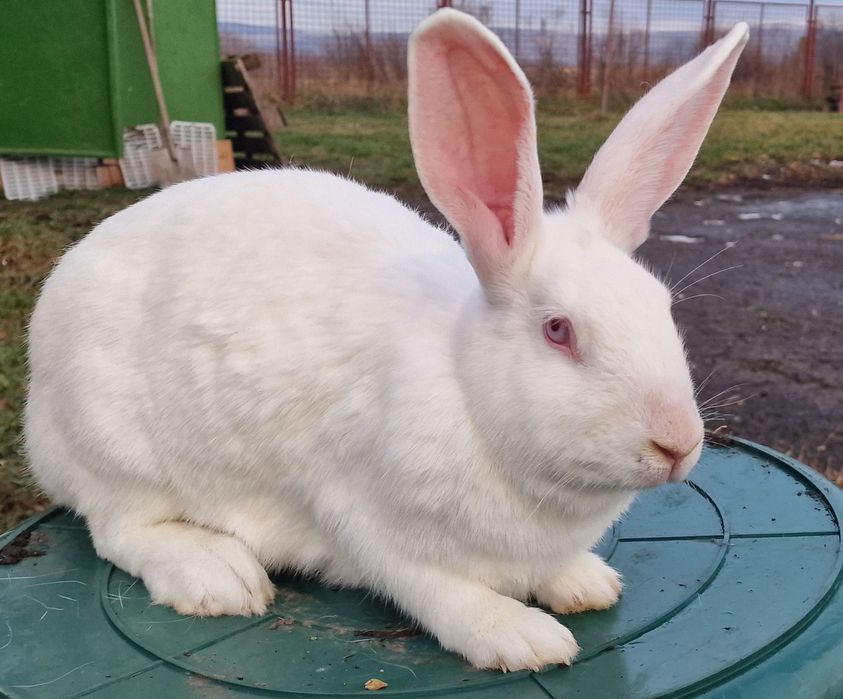 Iepuroaica Panon Alb montata