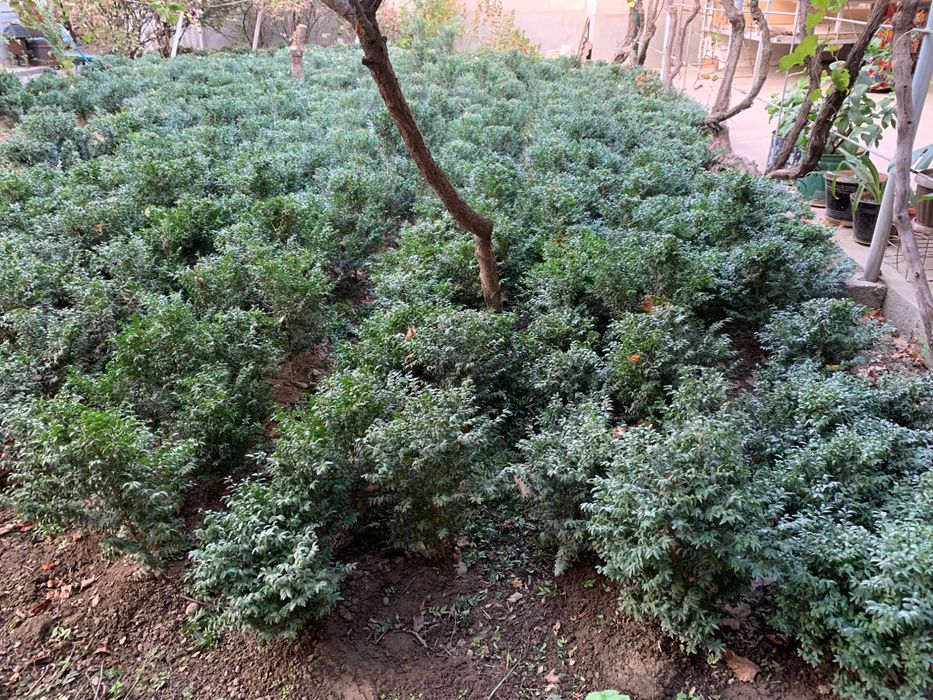 Srochna Shamshod sotiladi 20 mingdan 50 mingacha 500 ta bor