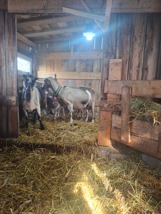 Vand o capra pt sacrificat