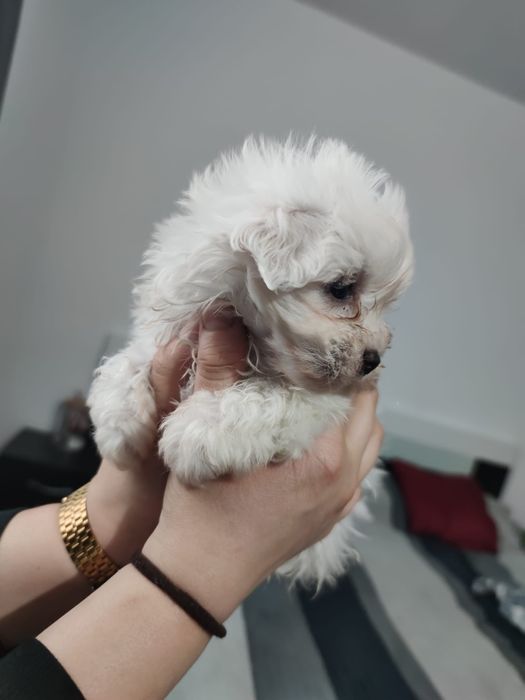 Bichon maltesse talie mică