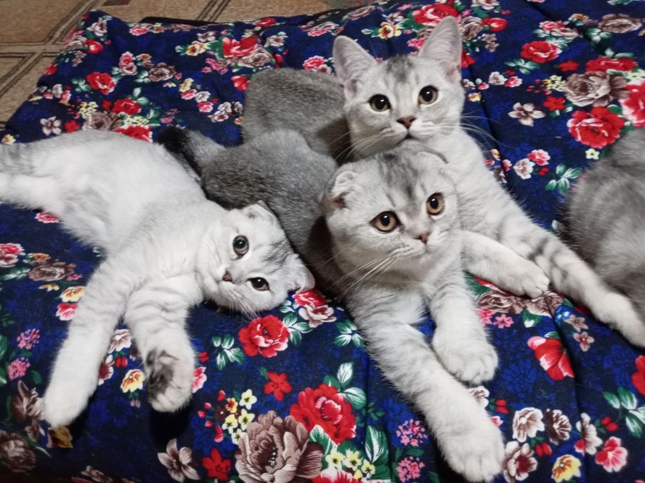 Премиум-класс» шиншила чиста кровные катят продаётся