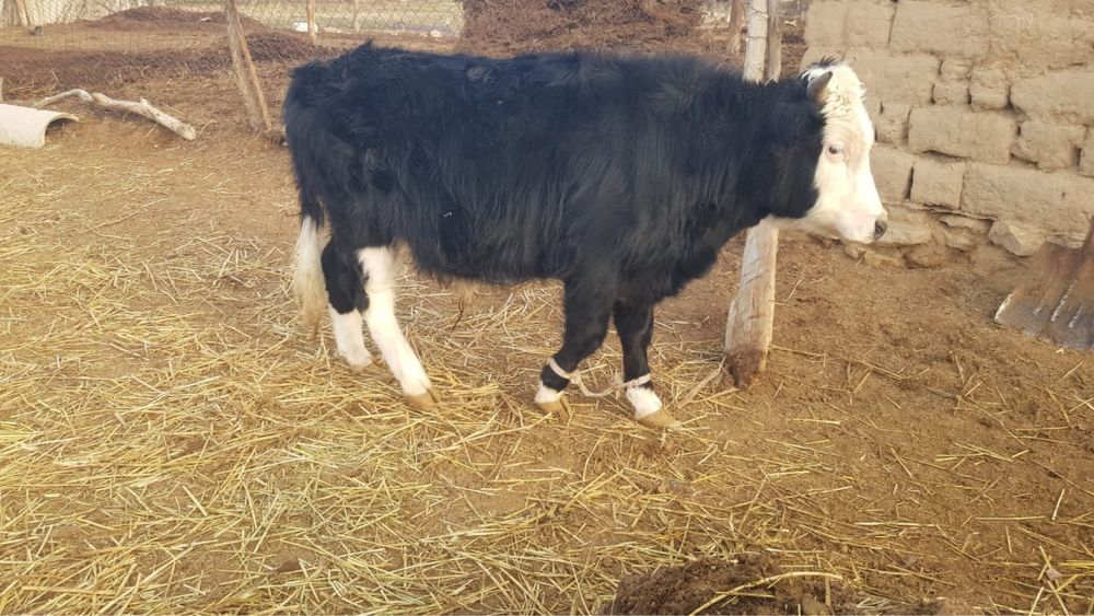 Үш бұқа бір қашар төрт бас бірге сатылады