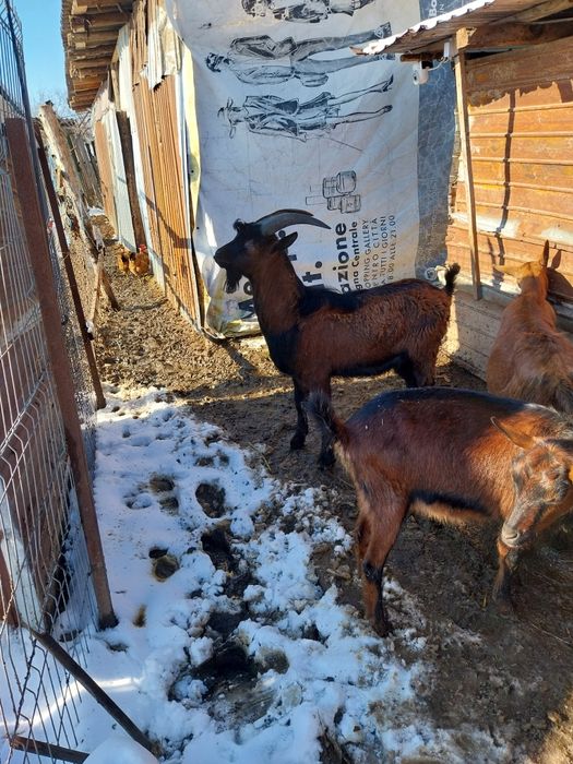 Vând trei capre și un tap