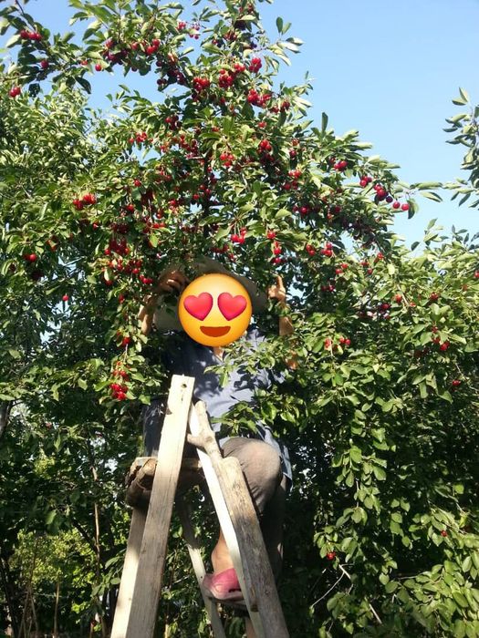 Продаётся участок 15 соток Янгихаётский район г.Ташкент