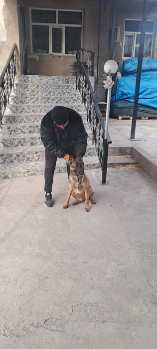 Овчарка бельгийский