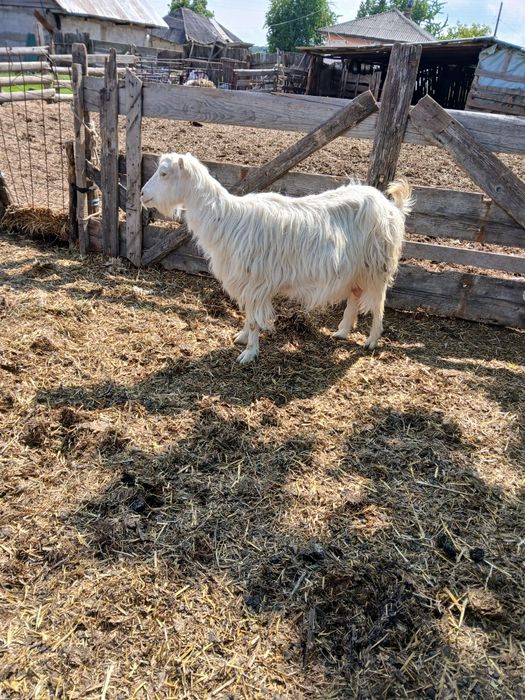 Vînd 4 capre bune de lapte cu 5 ezi lângă ele