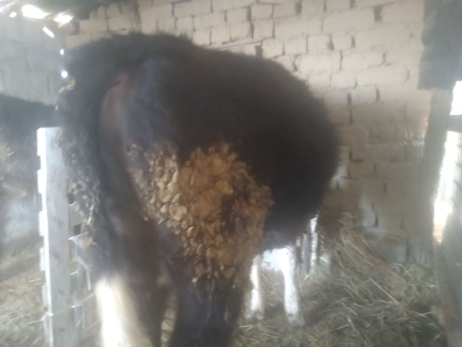 Бұқа сатылады, тез арада