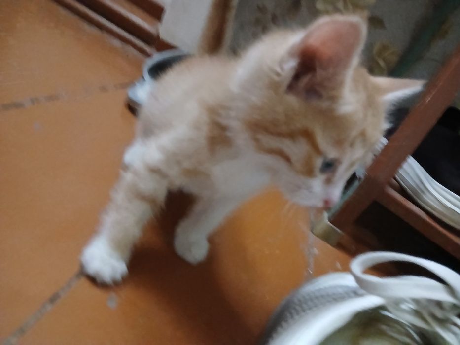 Отдам в хорошие руки котят даром (девочки)
