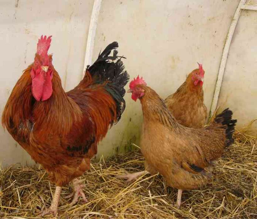 Яйцо инкубационное