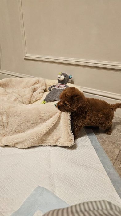 Эксклюзивные щенки той пуделя