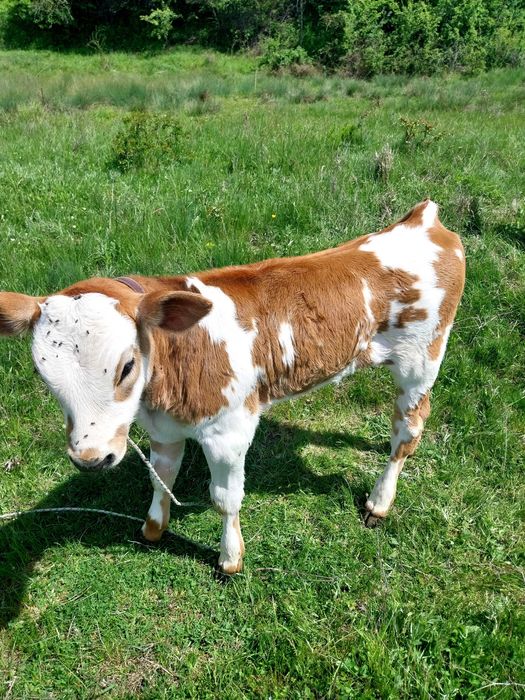 Vaca cu vitea de vanzare.