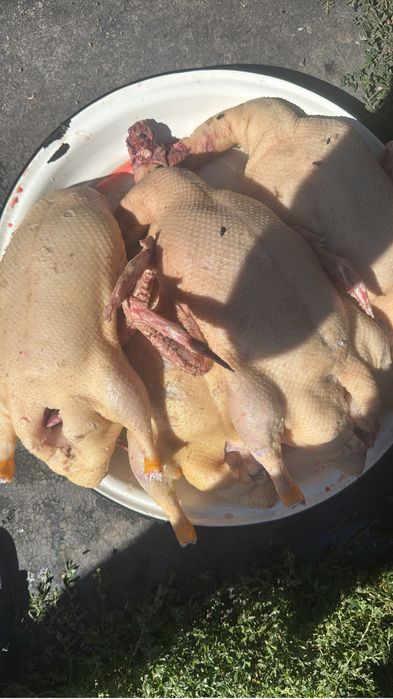 Свежие БРойлер, Индейка,Утки ,Гуси