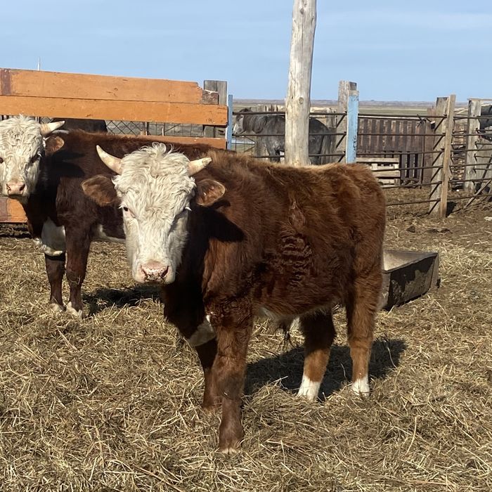 Бұқалар сатылады 6 бас